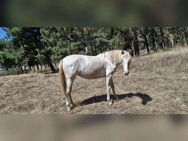 PRE Mix Mare 1 year Perlino in Navas De Oro