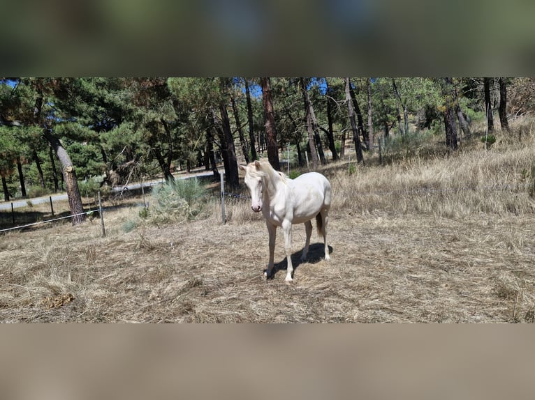 PRE Mix Mare 1 year Perlino in Navas De Oro