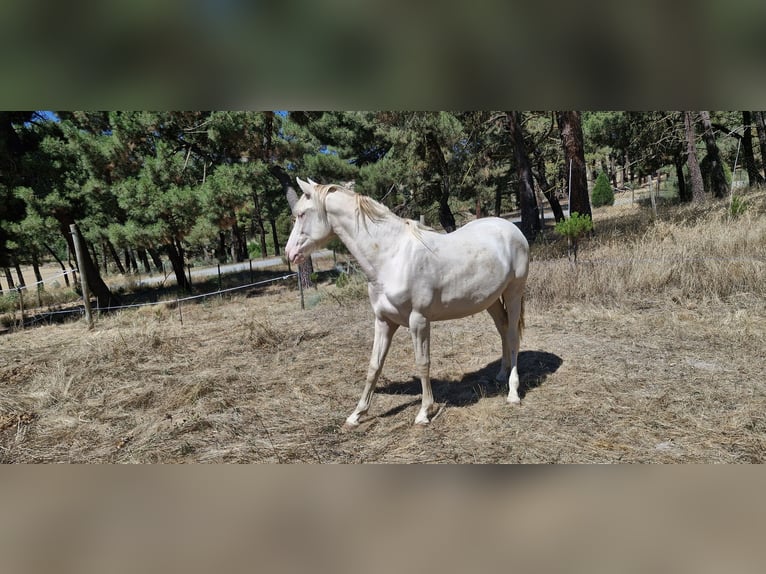 PRE Mix Mare 1 year Perlino in Navas De Oro