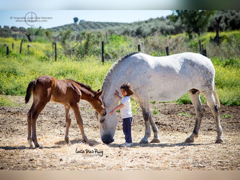 PRE Mare 20 years 15.2 hh Grey-Fleabitten in Arjona