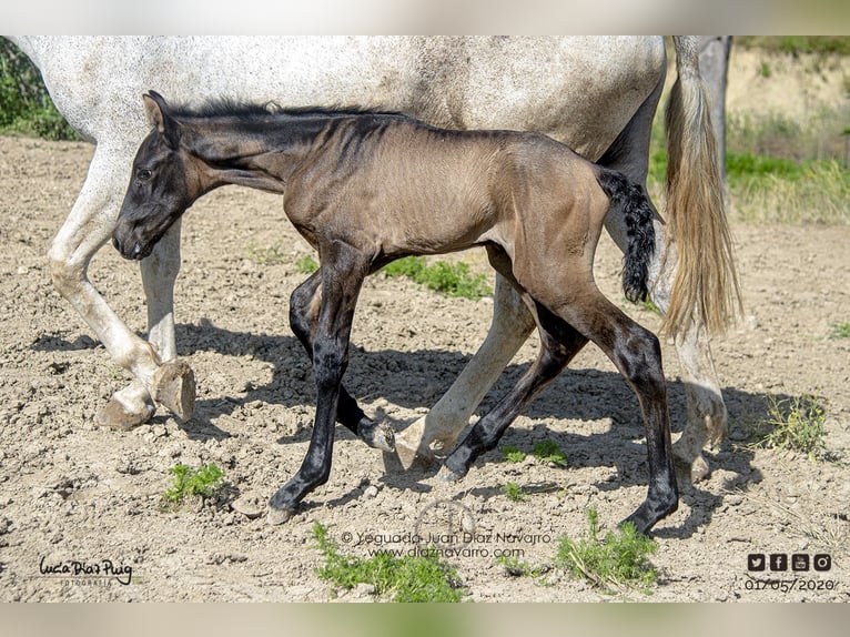 PRE Mare 20 years 15.2 hh Grey-Fleabitten in Arjona