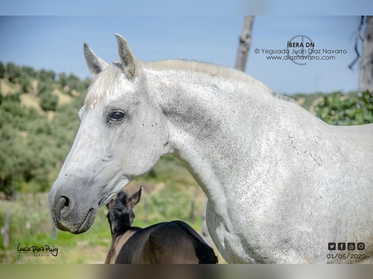 PRE Mare 20 years 15.2 hh Grey-Fleabitten in Arjona