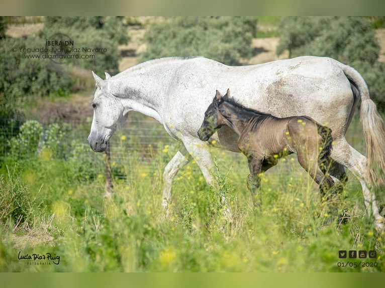 PRE Mare 20 years 15.2 hh Grey-Fleabitten in Arjona