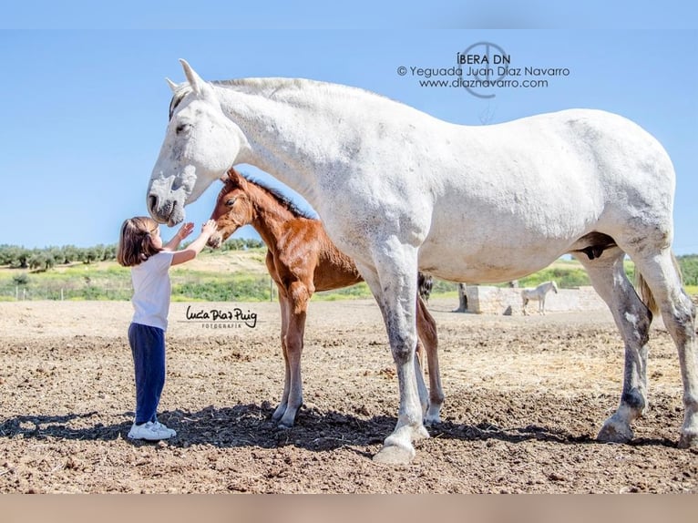 PRE Mare 20 years 15.2 hh Grey-Fleabitten in Arjona