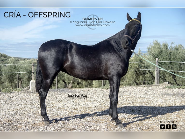 PRE Mare 20 years 15.2 hh Grey-Fleabitten in Arjona