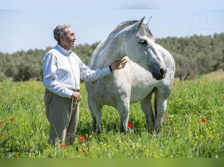 PRE Mare 20 years 15.2 hh Grey-Fleabitten in Arjona