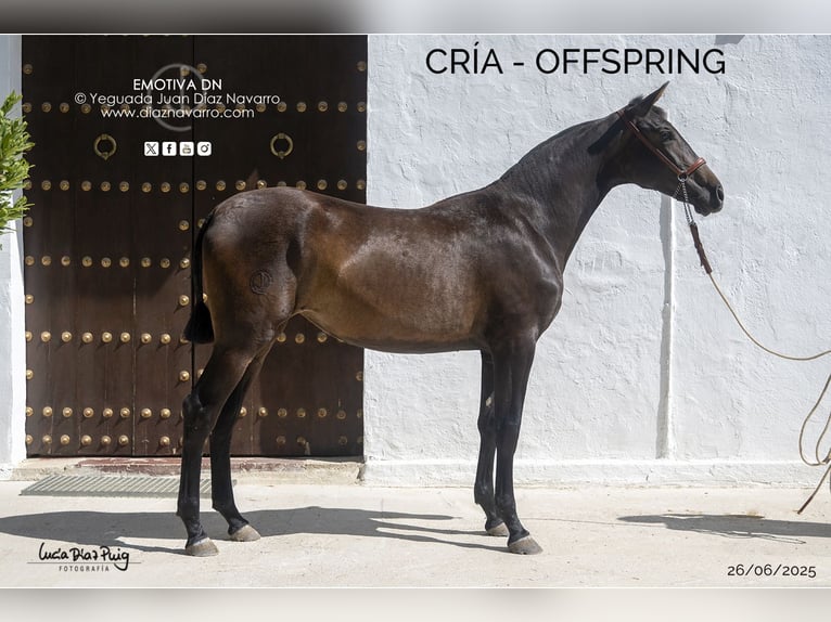 PRE Mare 20 years 15.2 hh Grey-Fleabitten in Arjona