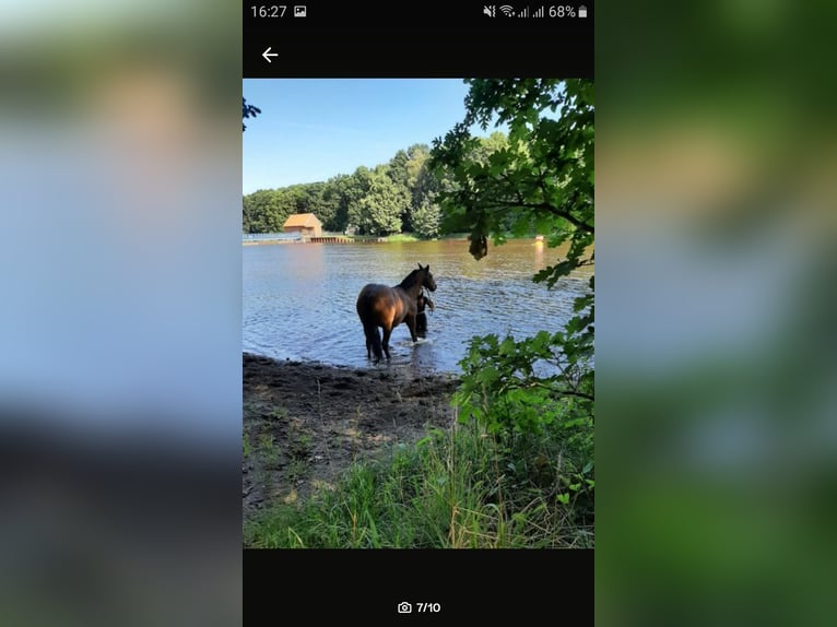 PRE Mare 20 years 15,2 hh Brown in Schwarmstedt PRE Mare 20 years 15,2 hh Brown in Schwarmstedt