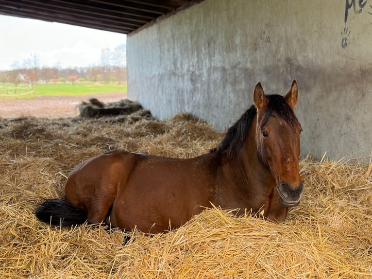 PRE Mare 20 years 15,2 hh Brown in Schwarmstedt PRE Mare 20 years 15,2 hh Brown in Schwarmstedt