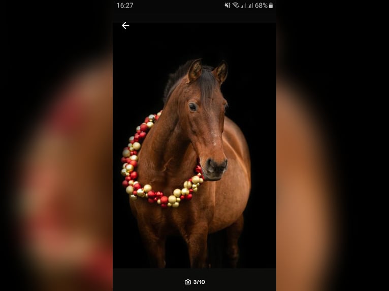 PRE Mare 20 years 15,2 hh Brown in Schwarmstedt PRE Mare 20 years 15,2 hh Brown in Schwarmstedt