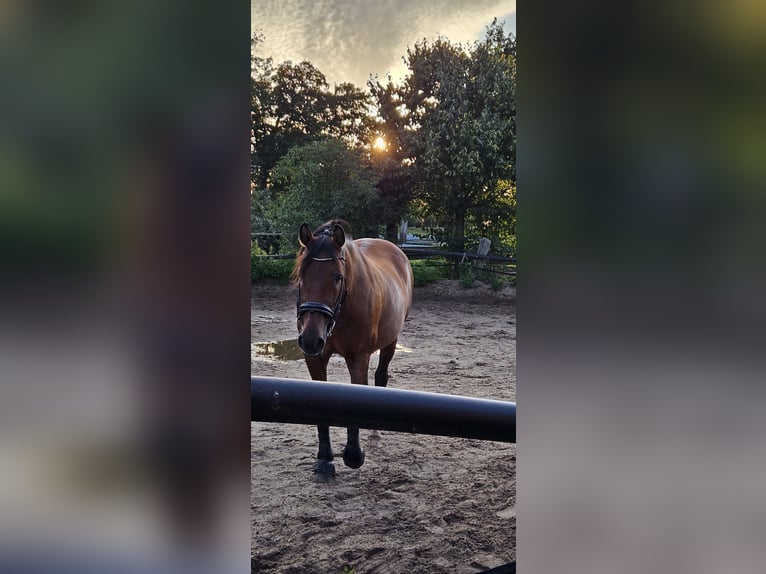 PRE Mare 20 years 15,2 hh Brown in Schwarmstedt PRE Mare 20 years 15,2 hh Brown in Schwarmstedt