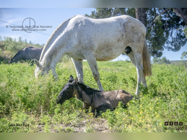 PRE Mix Mare 20 years 15,2 hh Grey-Fleabitten in Arjona