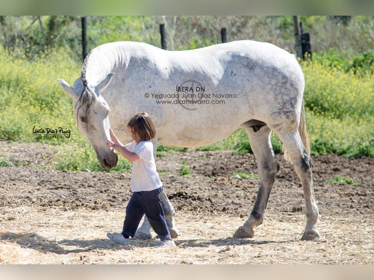 PRE Mix Mare 20 years 15,2 hh Grey-Fleabitten in Arjona