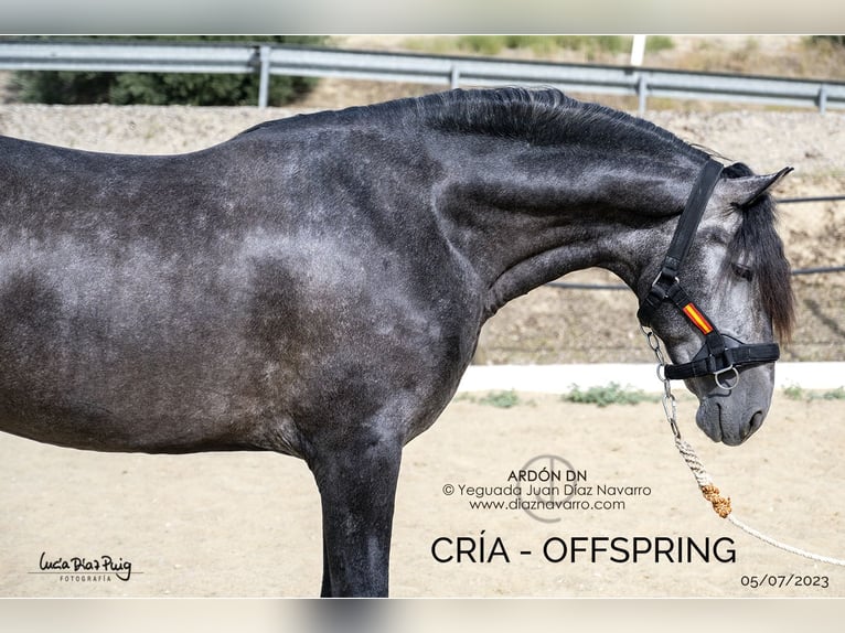 PRE Mix Mare 20 years 15,2 hh Grey-Fleabitten in Arjona