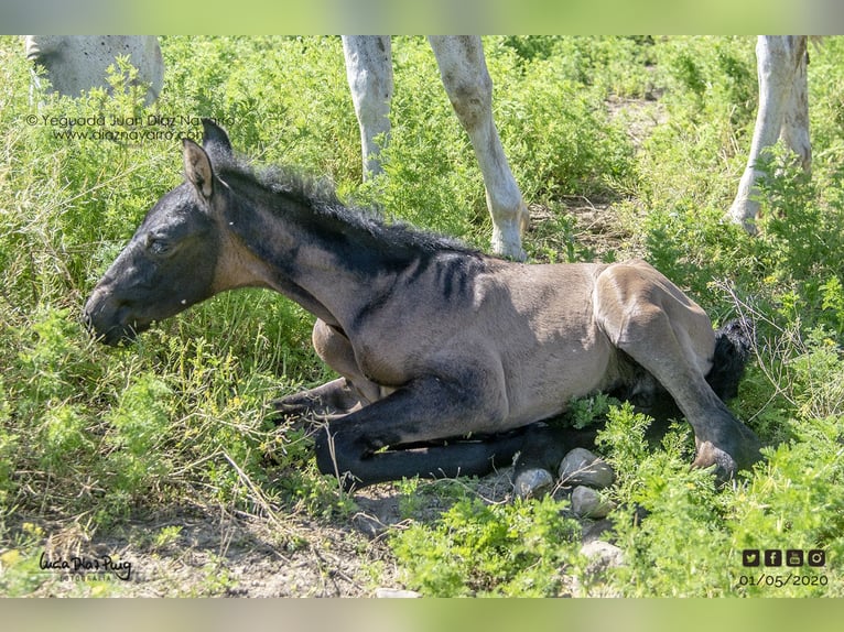 PRE Mix Mare 20 years 15,2 hh Grey-Fleabitten in Arjona