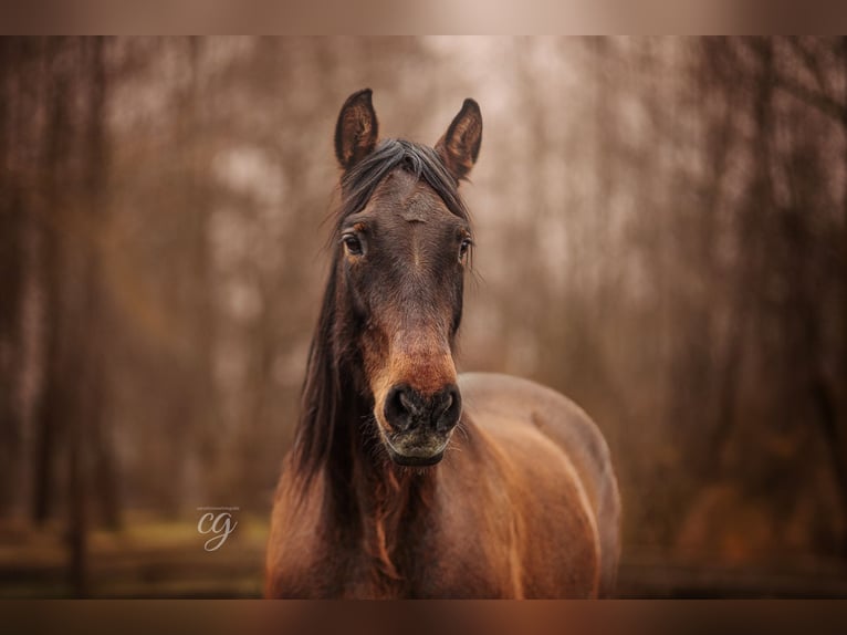 PRE Mare 20 years 16 hh Bay-Dark in Lübbenau