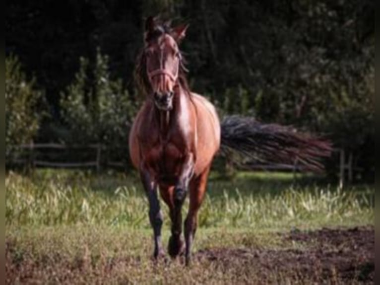 PRE Mare 20 years 16 hh Bay-Dark in Lübbenau