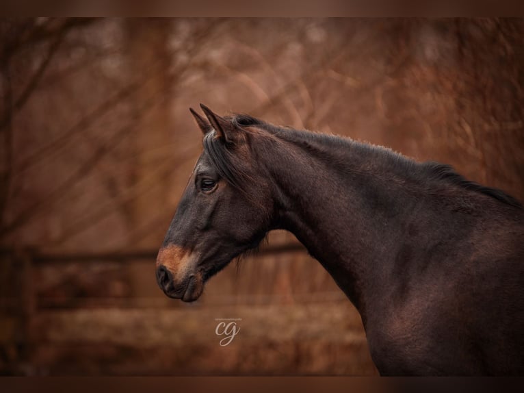 PRE Mare 20 years 16 hh Bay-Dark in Lübbenau