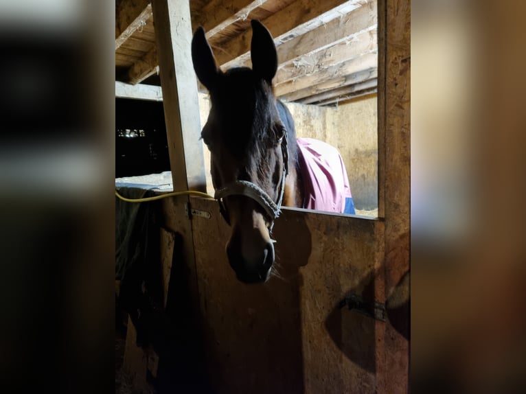 PRE Mix Mare 20 years 16 hh Brown in Simmerath