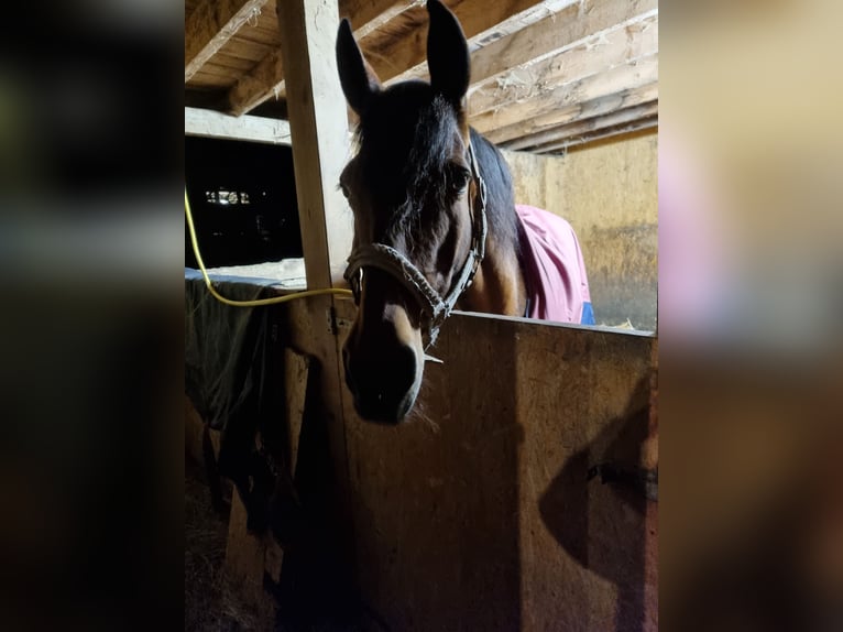 PRE Mix Mare 20 years 16 hh Brown in Simmerath