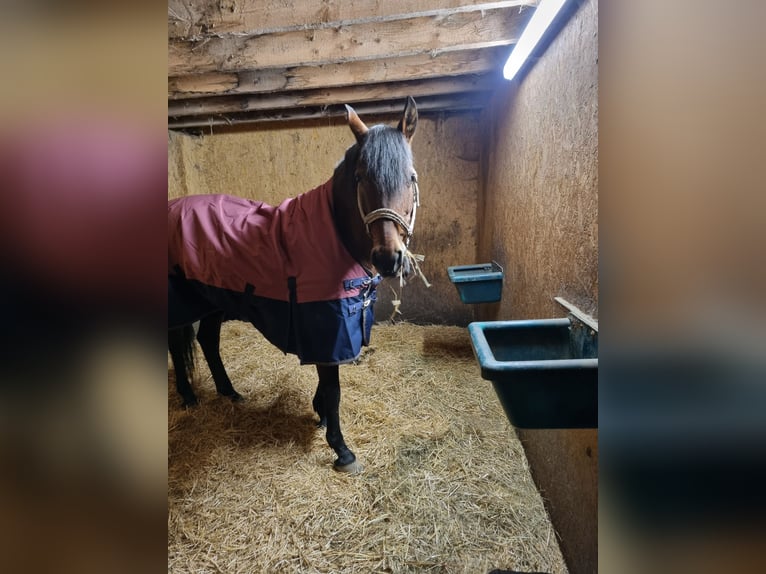 PRE Mix Mare 20 years 16 hh Brown in Simmerath