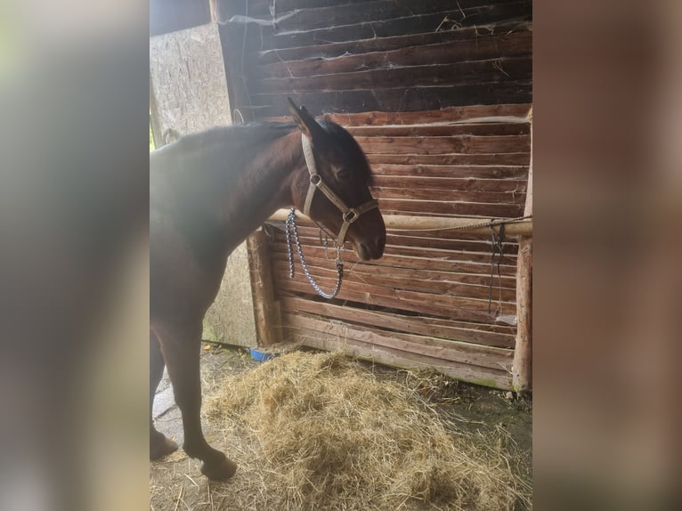 PRE Mix Mare 20 years 16 hh Brown in Simmerath
