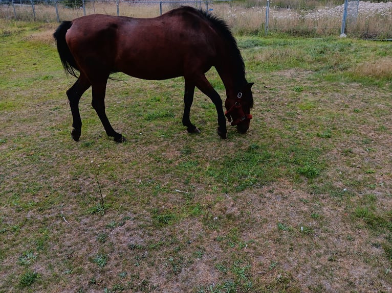 PRE Mix Mare 20 years 16 hh Brown in Simmerath