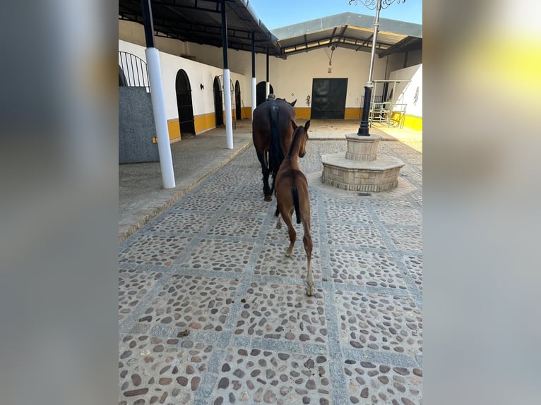 PRE Mix Mare 20 years 16,3 hh Brown in ALMODOVAR DEL RIO