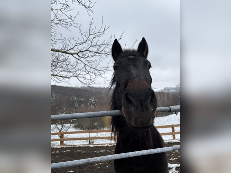 PRE Mix Mare 21 years 14,3 hh Bay-Dark in St. Christophen