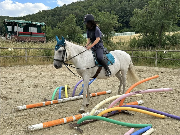 PRE Mix Mare 21 years 15 hh Grey in SulzthalSulzthal