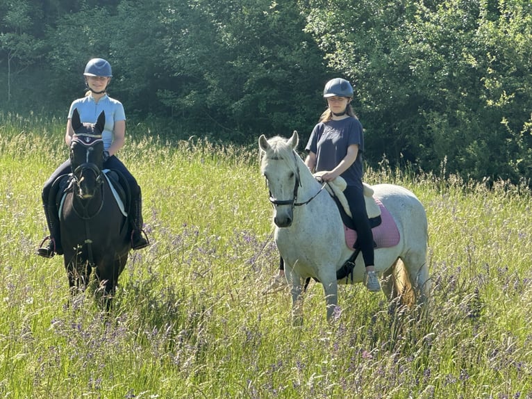PRE Mix Mare 21 years 15 hh Grey in SulzthalSulzthal