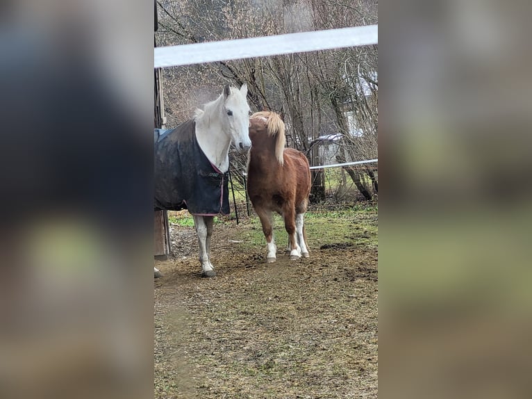 PRE Mix Mare 21 years Gray in Übersee