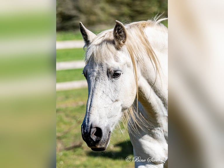 PRE Mare 23 years 15.1 hh White in Fredensborg