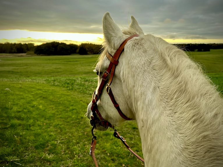 PRE Mare 23 years 15,1 hh White in Fredensborg