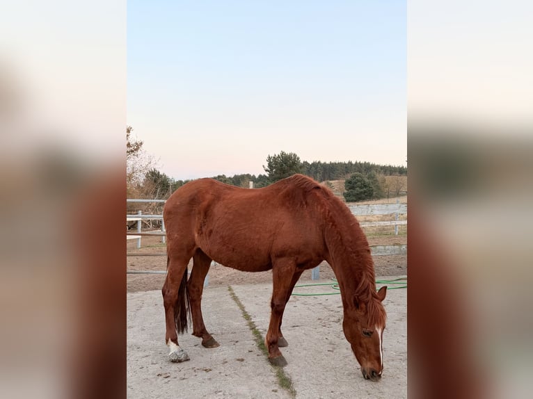 PRE Mare 24 years 16 hh Chestnut-Red in Wriezen