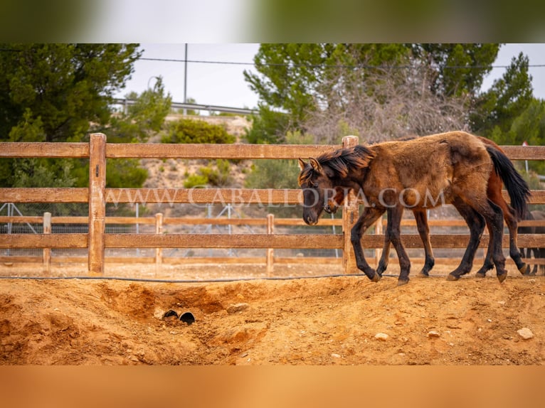 PRE Mare 2 years 12,2 hh Black in Valencia