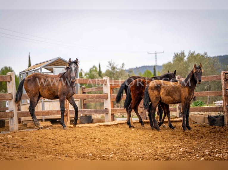 PRE Mare 2 years 12,2 hh Black in Valencia