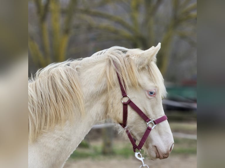 PRE Mix Mare 2 years 12,2 hh Perlino in Visz