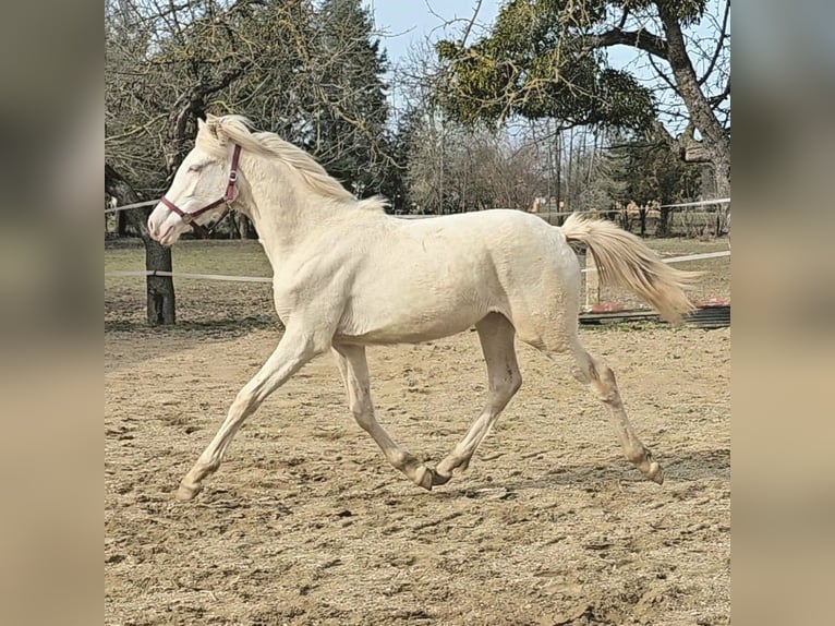 PRE Mix Mare 2 years 12,2 hh Perlino in Visz