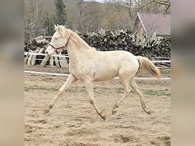 PRE Mix Mare 2 years 12,2 hh Perlino in Visz