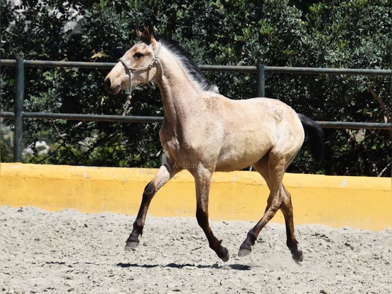 PRE Mare 2 years 13,1 hh Dun in Provinz Cadiz