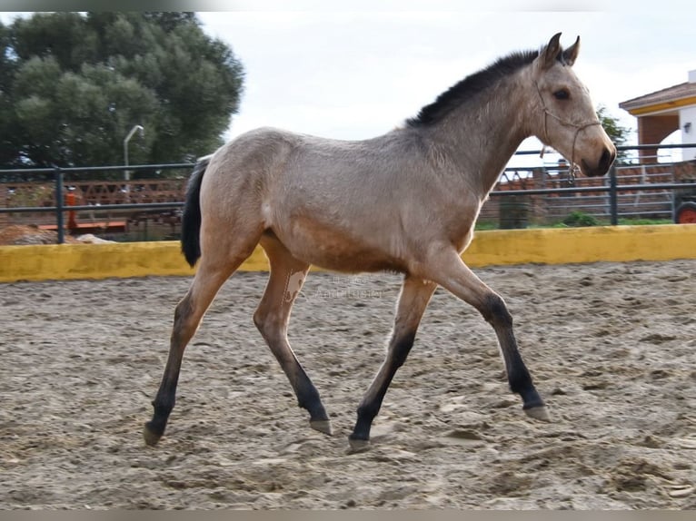 PRE Mare 2 years 13,1 hh Dun in Provinz Cadiz