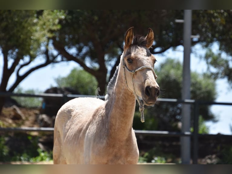 PRE Mare 2 years 13,1 hh Dun in Provinz Cadiz