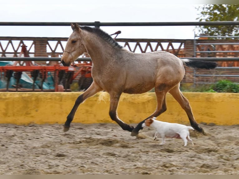 PRE Mare 2 years 13,1 hh Dun in Provinz Cadiz