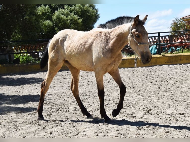 PRE Mare 2 years 13,1 hh Dun in Provinz Cadiz