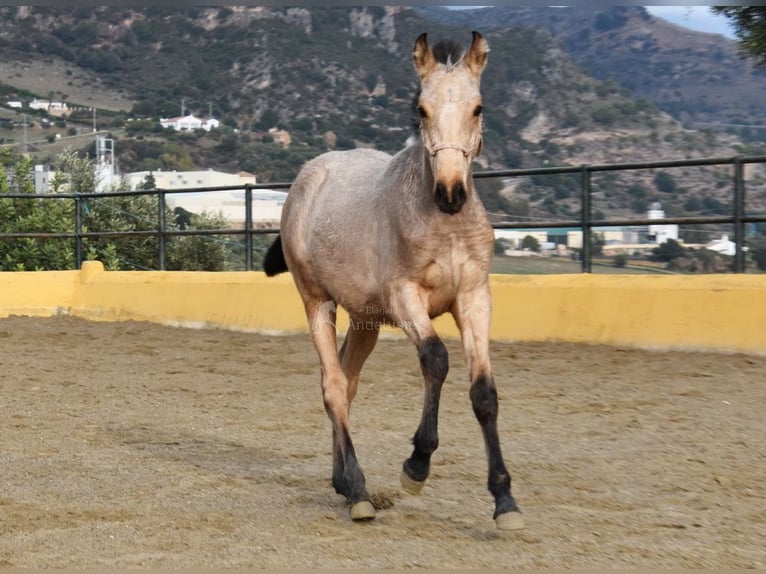 PRE Mare 2 years 13,1 hh Dun in Provinz Cadiz