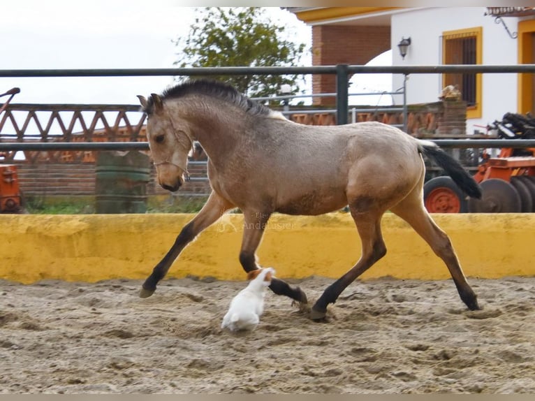 PRE Mare 2 years 13,1 hh Dun in Provinz Cadiz