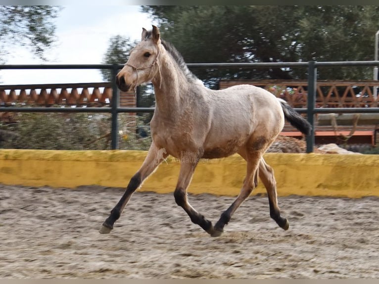 PRE Mare 2 years 13,1 hh Dun in Provinz Cadiz