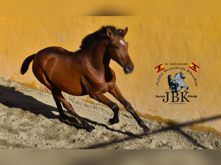 PRE Mare 2 years 14,1 hh Brown in Tabernas Almeria