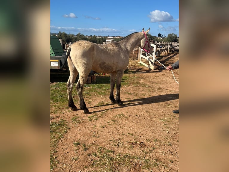 PRE Mare 2 years 14.1 hh Buckskin in Malága